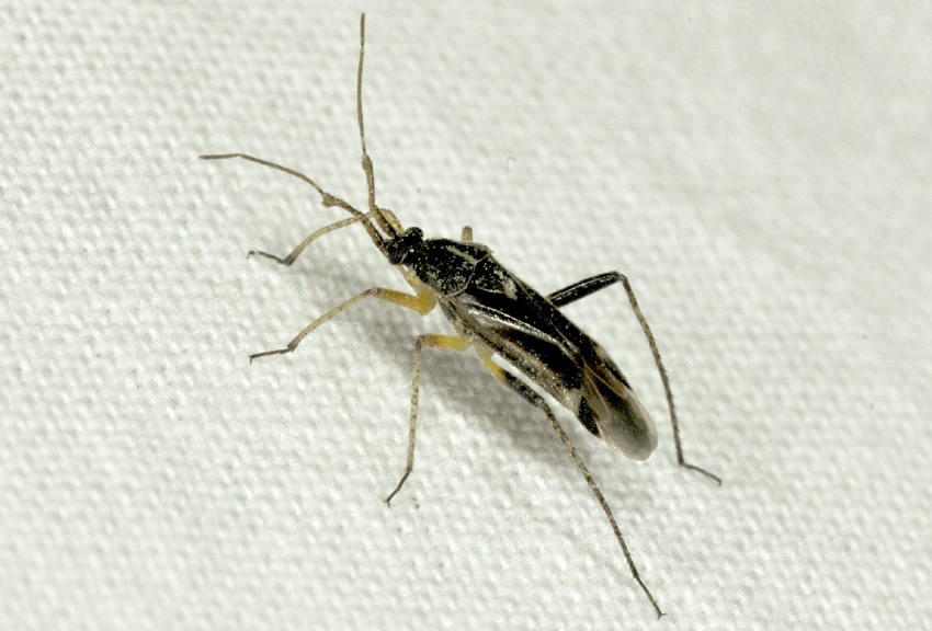 Miridae: Harpocera thoracica